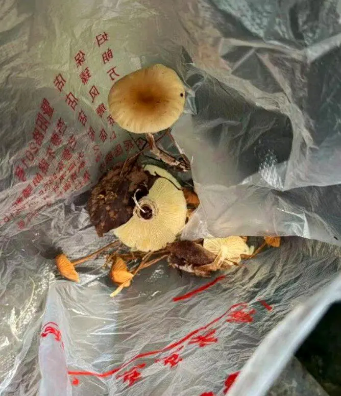“AI认证无毒” 浙江男吃野菇爆肾衰竭送ICU抢救