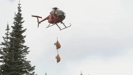 游客在山里撒了泡尿 为什么要出动直升机搬走325只雪羊?