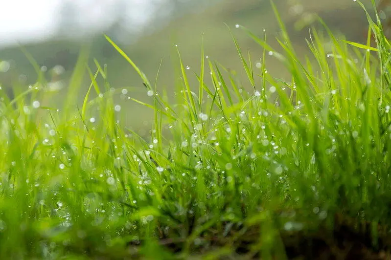下雨后别急著割草、播种 2件事反而该趁机做