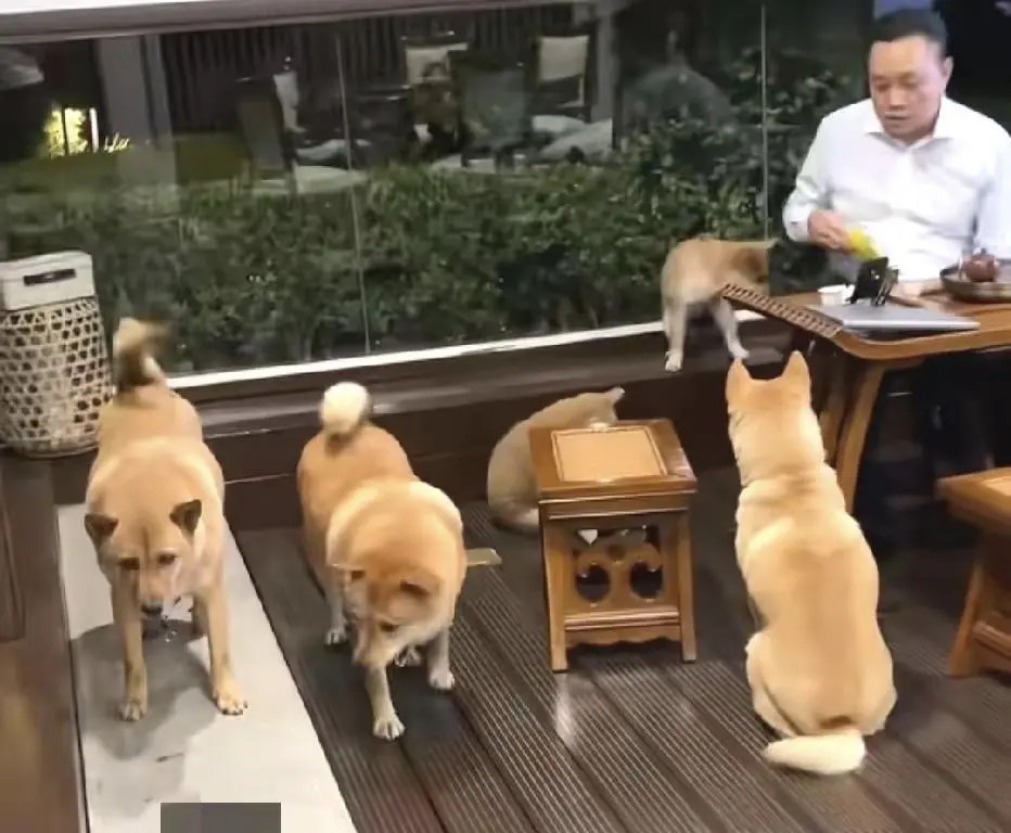 昔日中国首富现状曝光！隐居广州豪宅，日常只陪五只柴犬