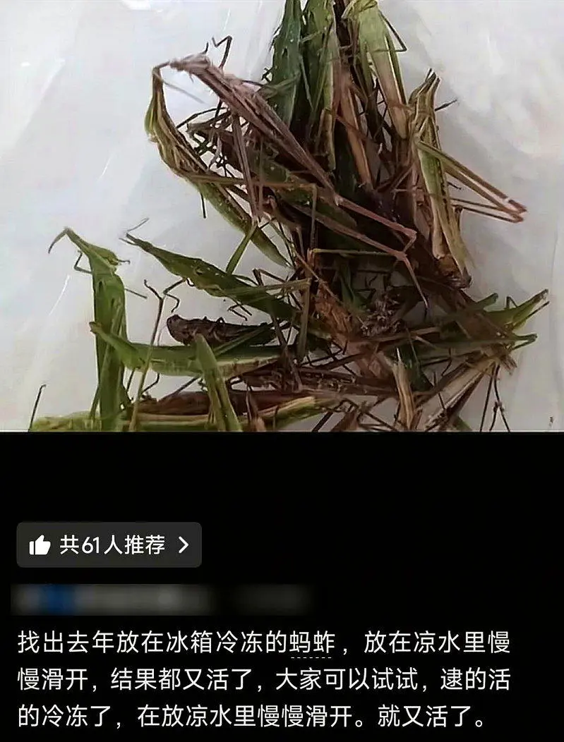 冷冻1年的蚂蚱“解冻后复活” 网友发帖钓出专家说法