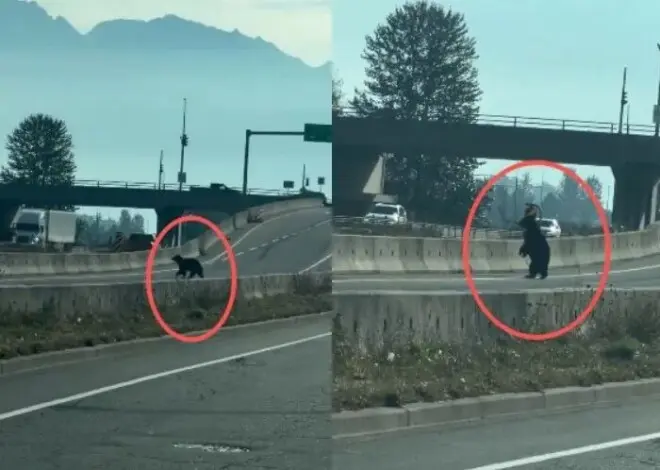 大温老人街头遭遇大黑熊，淡定反应看傻网友！