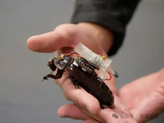巨型蟑螂被科学家爆改成护士!背注射器钻缝隙找伤员