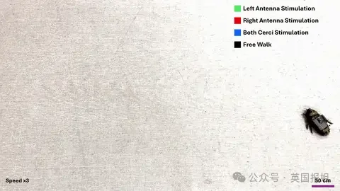 巨型蟑螂被科学家爆改成护士!背注射器钻缝隙找伤员