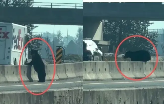 大温老人街头遭遇大黑熊，淡定反应看傻网友！
