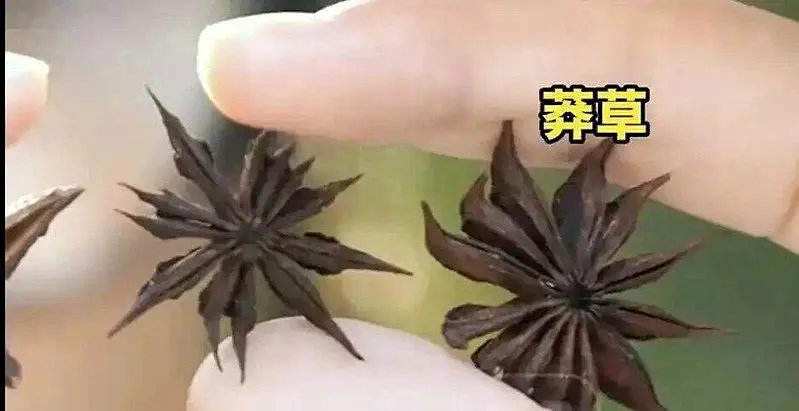 浙江女买八角数出13个角 一查竟是剧毒莽草 误食恐致命