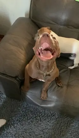 装镜头捉贼惊揭妻子“人兽交” 佛州女被捕拍入监照竟露齿灿笑