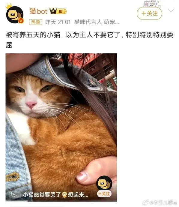 以为主人不要牠了…小猫寄养5天 委屈叹气表情惹人怜