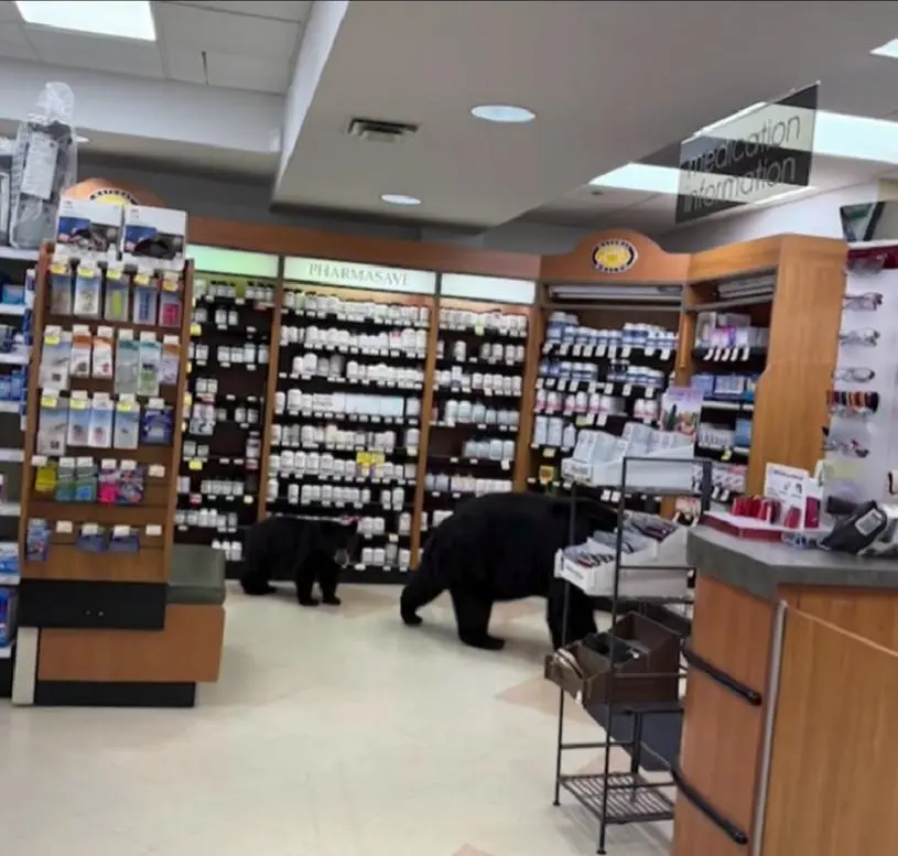 【有片】母熊带小熊周末“逛店”悠闲如购物　落得悲剧收场