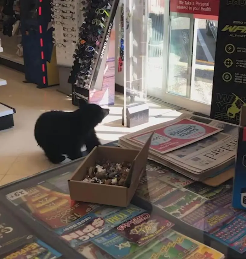 【有片】母熊带小熊周末“逛店”悠闲如购物　落得悲剧收场
