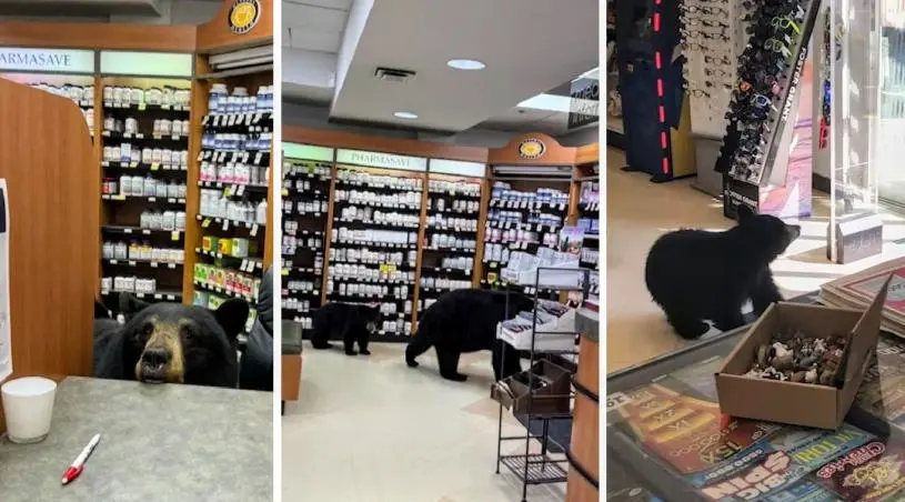 【有片】母熊带小熊周末“逛店”悠闲如购物　落得悲剧收场