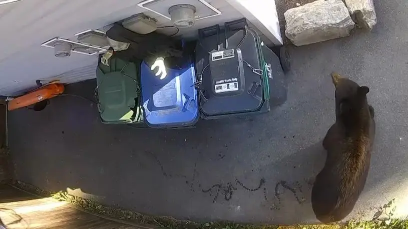 卑诗屋主巧用感应装饰   万圣节丧尸成功吓退熊兵