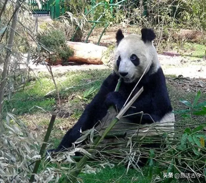全世界最后一只不属于中国的大熊猫 已过35岁