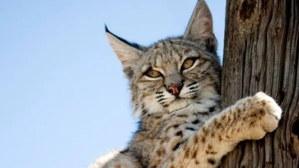 美国三男偷猎41只美洲山猫，猫皮走私加拿大拍卖