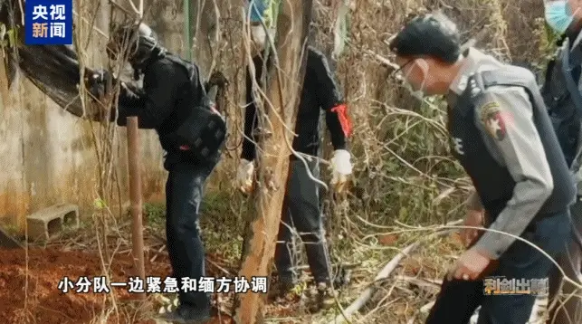 缅北四大家族满门抄斩背后，藏着器官与刑场