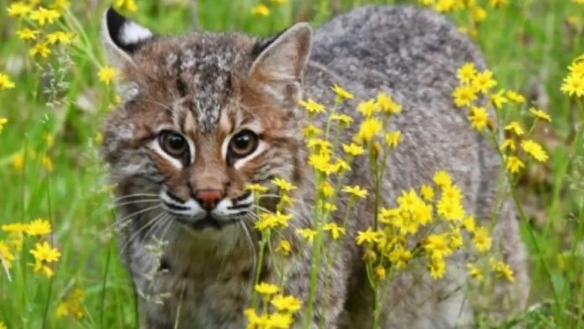 美国三男偷猎41只美洲山猫，猫皮走私加拿大拍卖