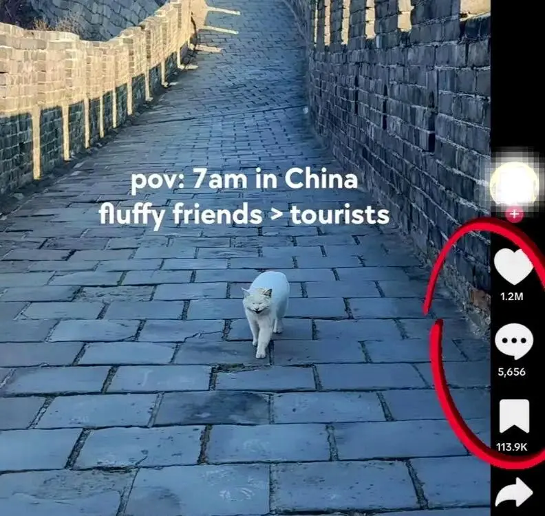 长城小白猫走红全球，外国网友求偶遇
