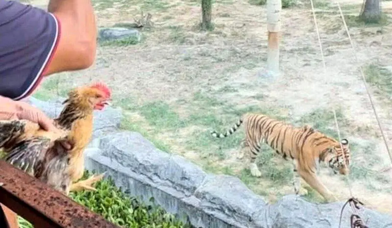 福清动物园活鸡喂老虎被查，60元项目下架
