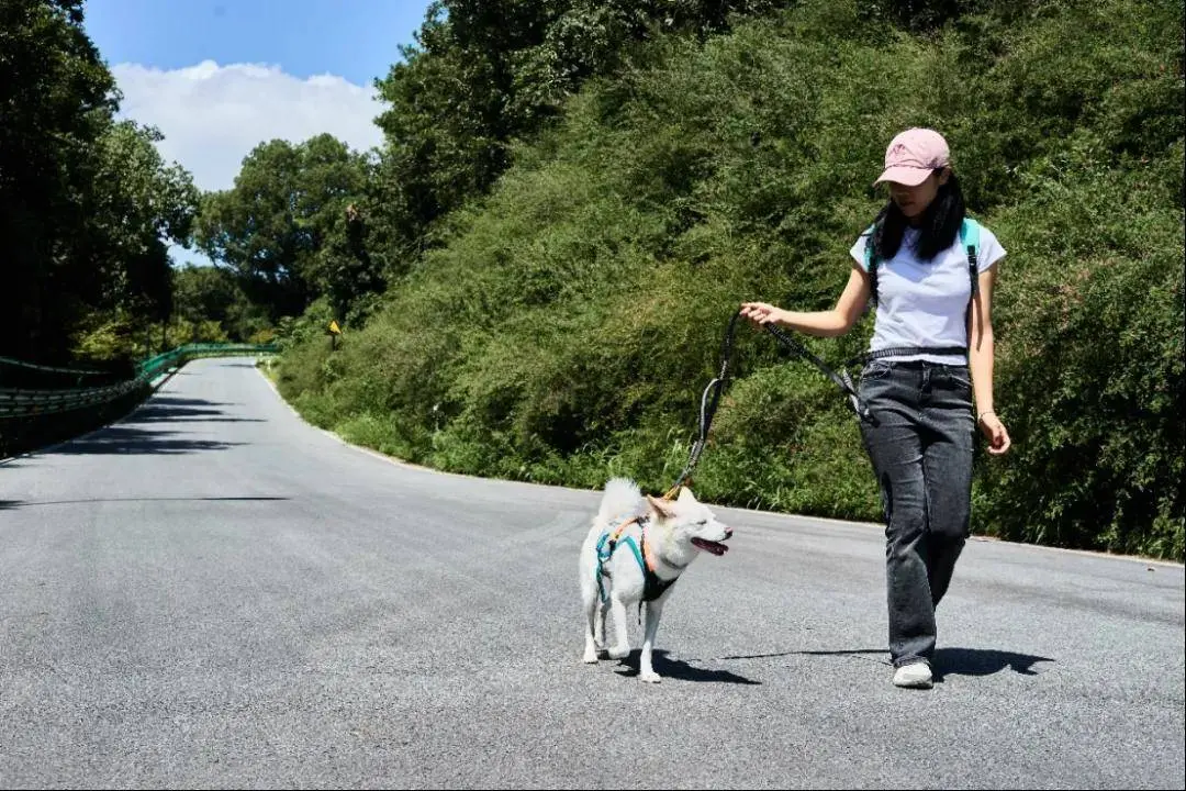 198元“遛”一次狗，95后“海归”回村创业，年入数百万