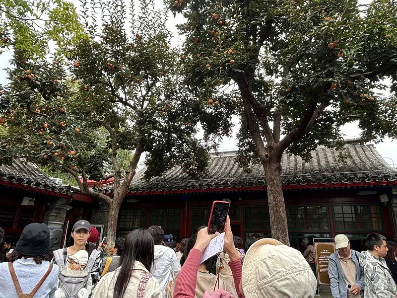柿子红了…北京老舍故居“丹柿小院”涌赏秋人潮