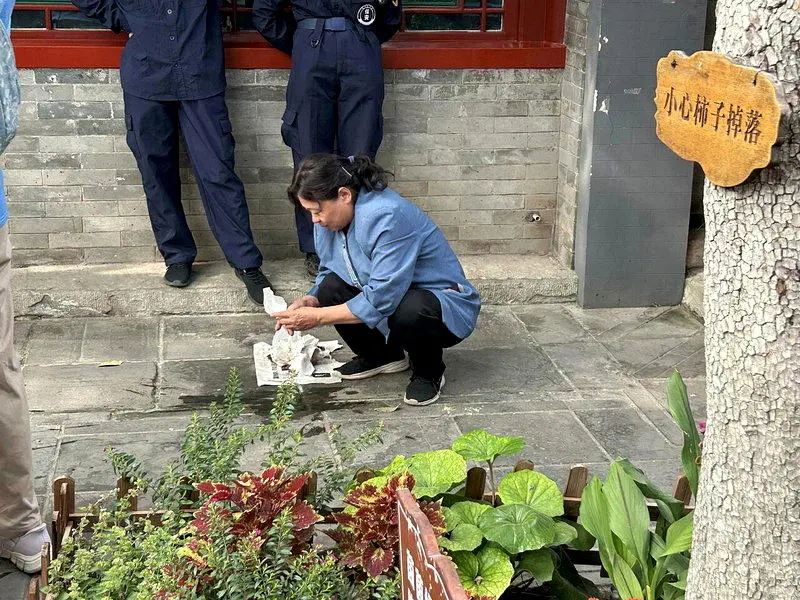 柿子红了…北京老舍故居“丹柿小院”涌赏秋人潮