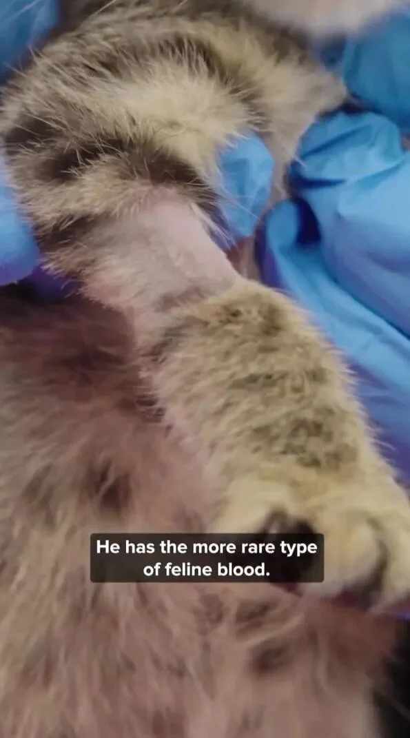 猫咪急需输血却没合适配型 医生紧急给它输了袋狗血 活了！