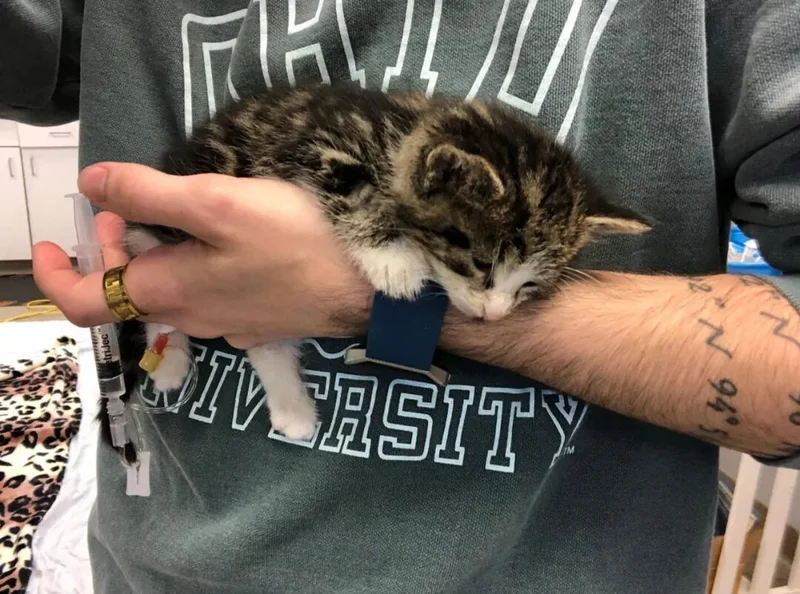 猫咪急需输血却没合适配型 医生紧急给它输了袋狗血 活了！