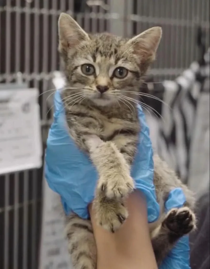 猫咪急需输血却没合适配型 医生紧急给它输了袋狗血 活了！