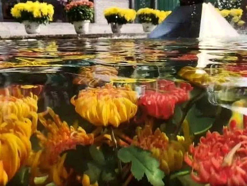 开封“水下浮菊”像莫内油画 景区：早上最美