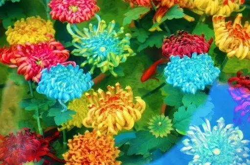 开封“水下浮菊”像莫内油画 景区：早上最美