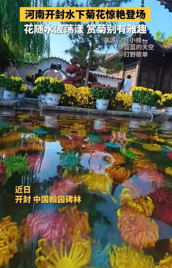 开封“水下浮菊”像莫内油画 景区：早上最美