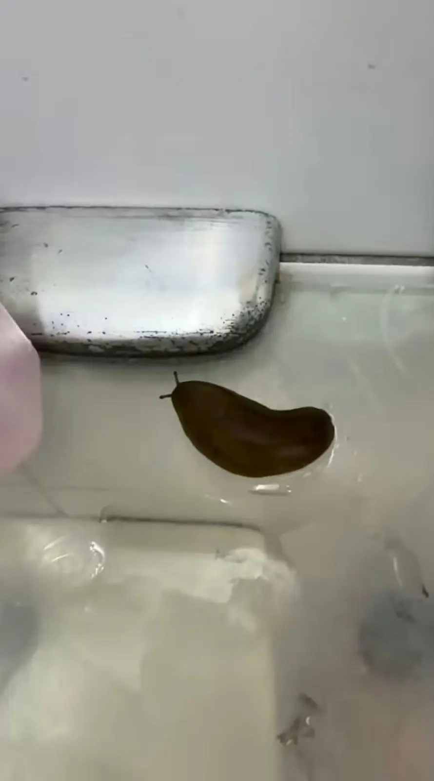 台知名茶饮店饮出“鼻涕虫”！专家警告恐致偏瘫失明