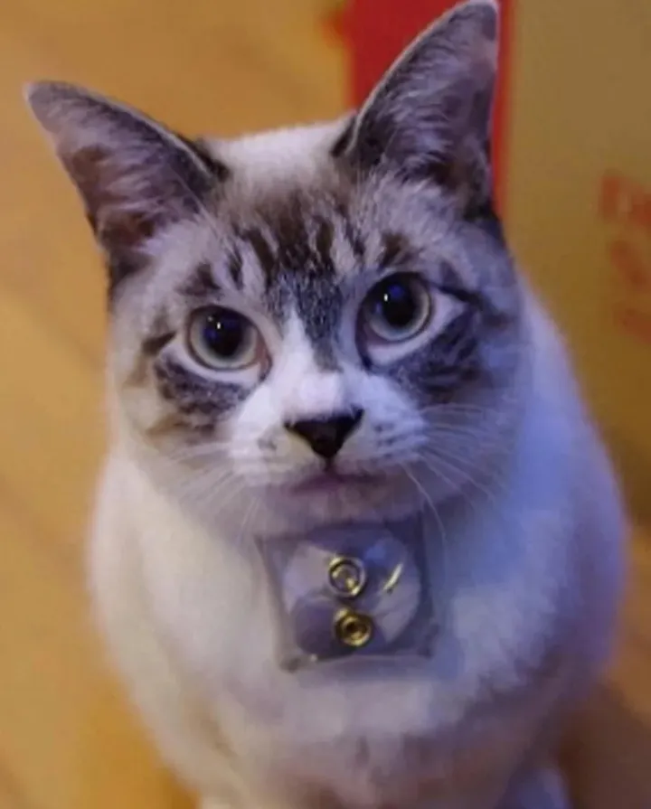 科学家发现猫与主人存在意想不到的生理联系 与催产素水平相关
