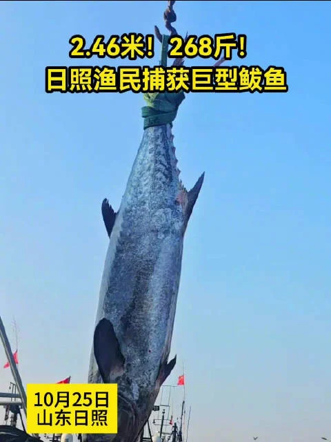 渔民捕获260余斤“鲅鱼王” 长2.46米