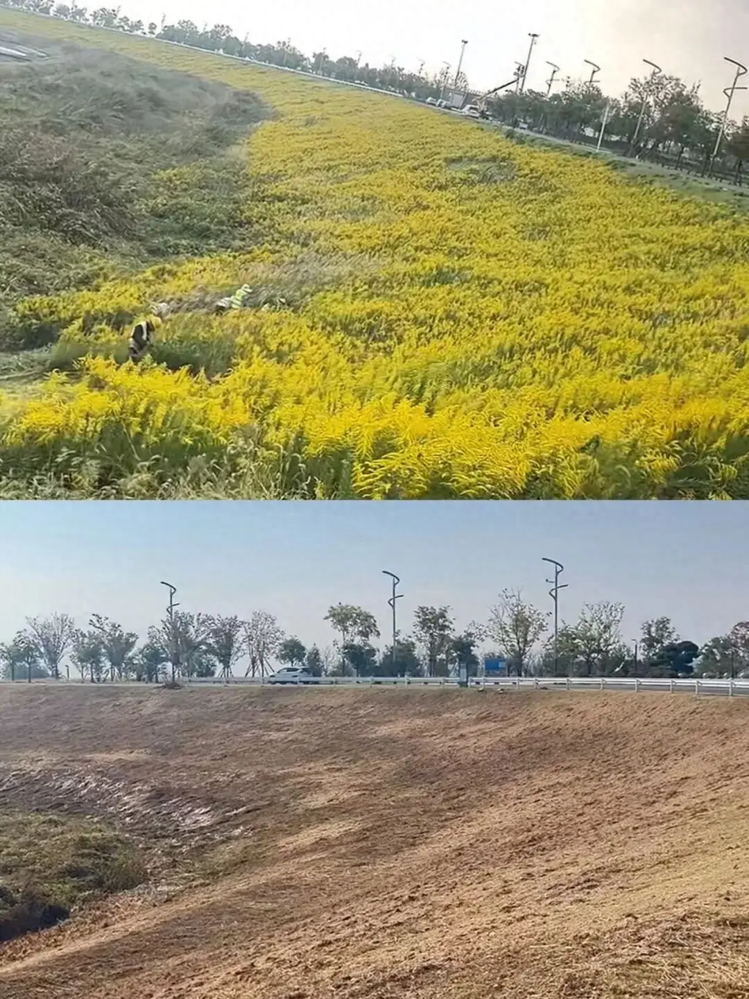 加拿大一枝黄花太凶猛，中国四处“追杀”清理
