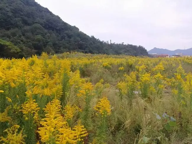 加拿大一枝黄花太凶猛，中国四处“追杀”清理