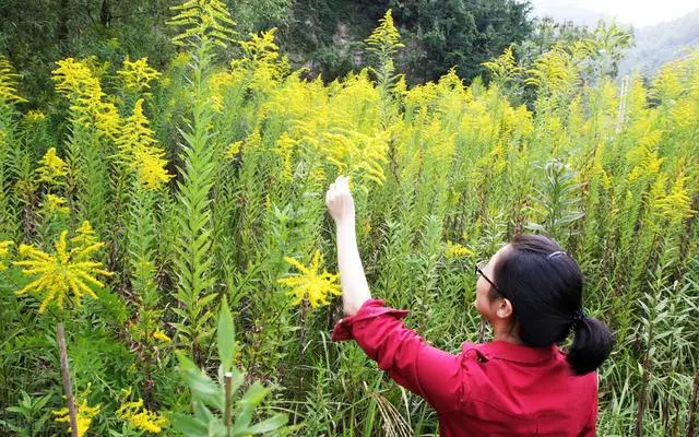 加拿大一枝黄花太凶猛，中国四处“追杀”清理