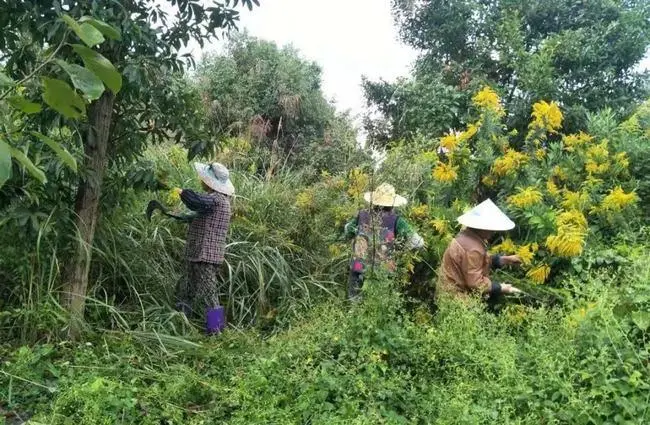 加拿大一枝黄花太凶猛，中国四处“追杀”清理