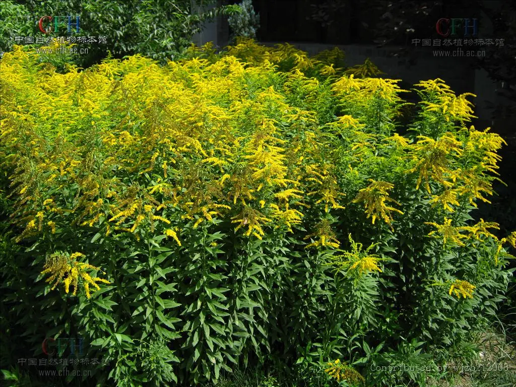 加拿大一枝黄花太凶猛，中国四处“追杀”清理