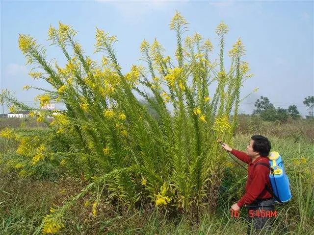加拿大一枝黄花太凶猛，中国四处“追杀”清理