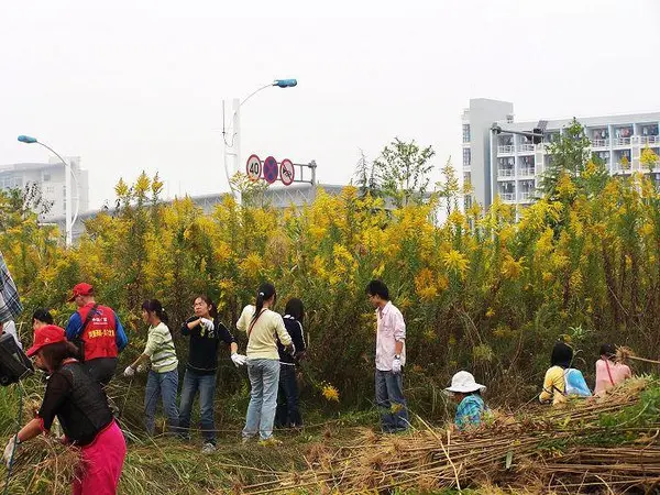 加拿大一枝黄花太凶猛，中国四处“追杀”清理